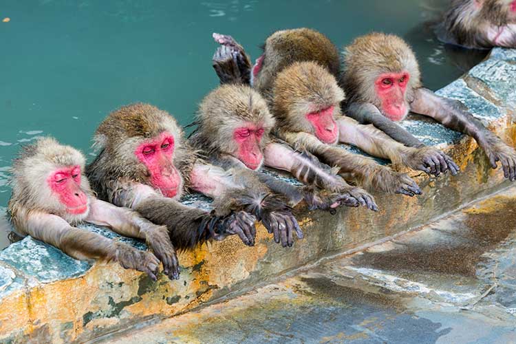 温泉が気持ちいい猿たち